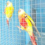 Suncheek conure