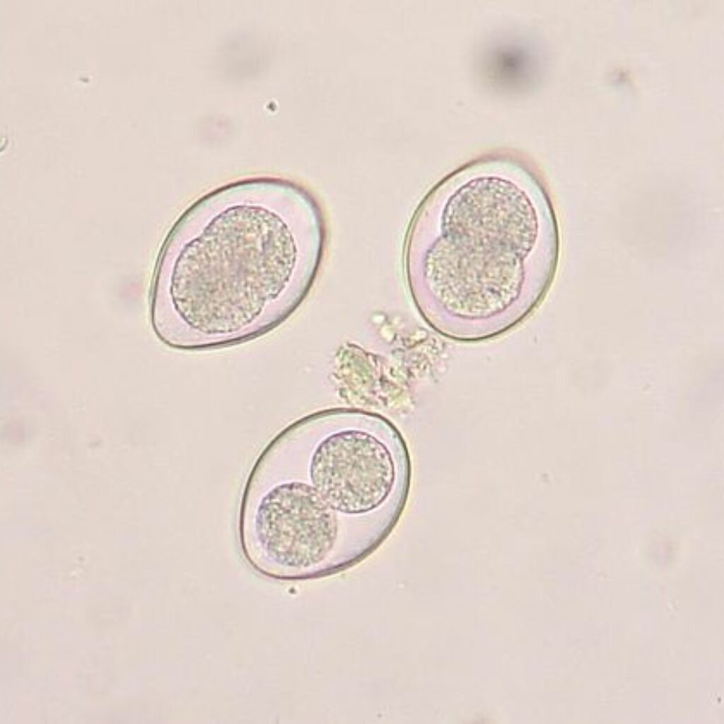 Coccidia worm
