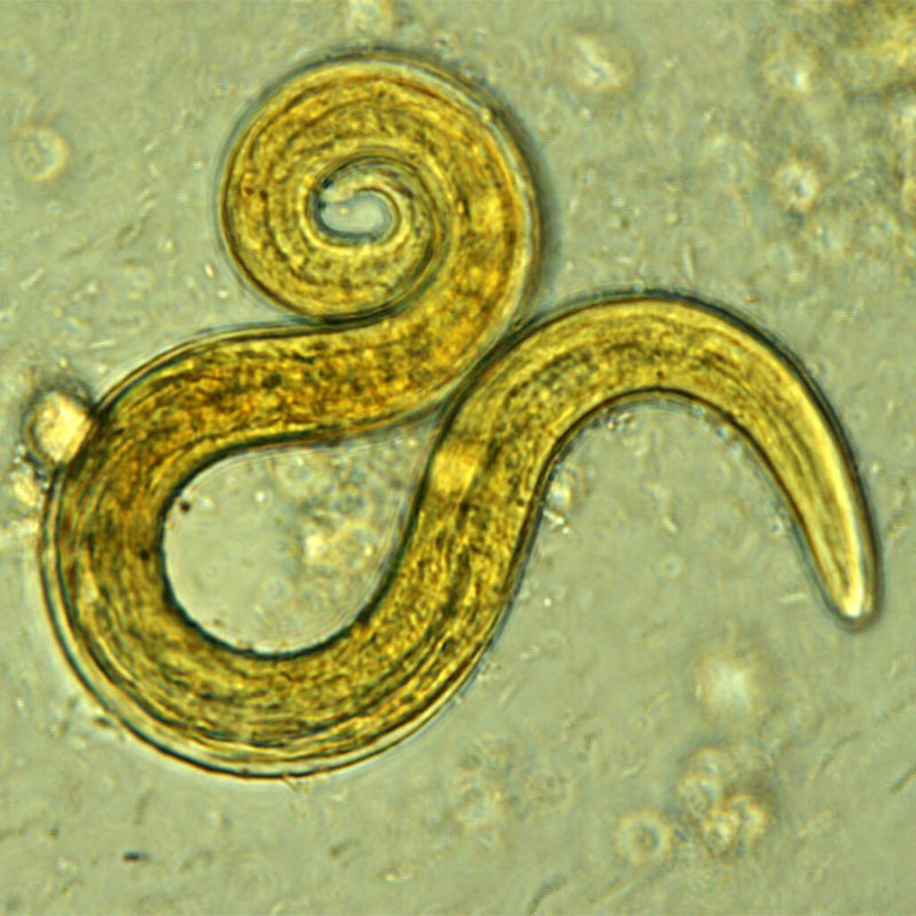 Lung worm