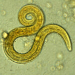 Lung worm